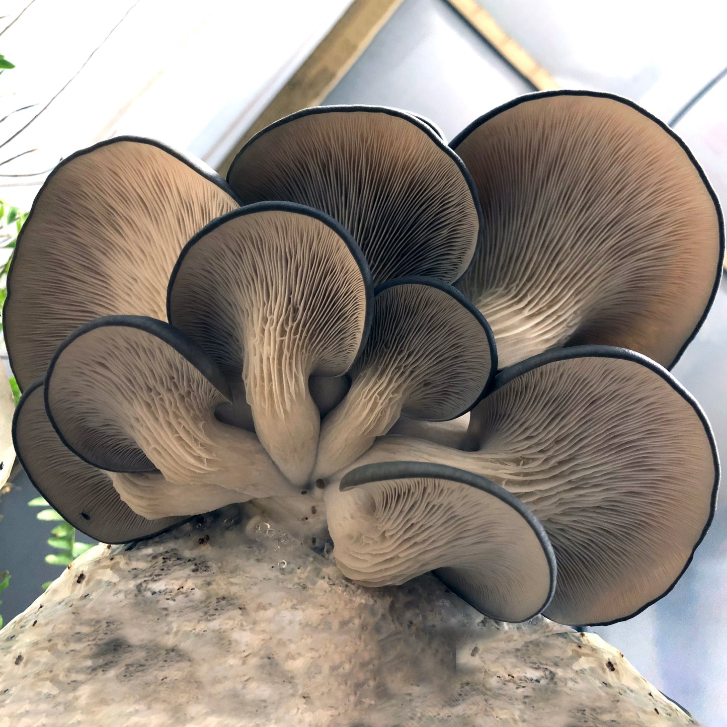 Oyster Mushroom Sawdust Spawn - (Pleurotus spp.) - 5lb
