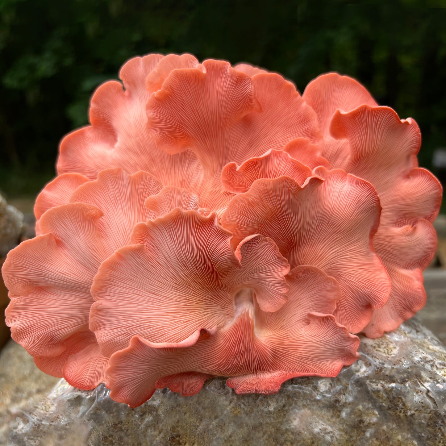 Oyster Mushroom Sawdust Spawn - (Pleurotus spp.) - 5lb