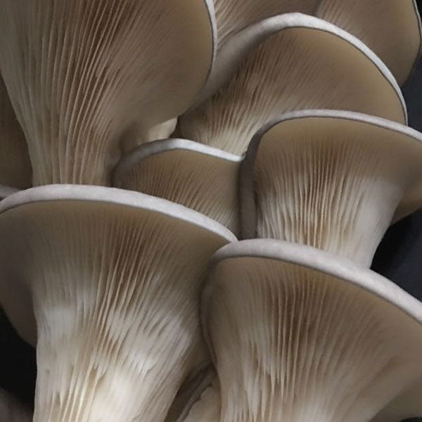 Oyster Mushroom Sawdust Spawn - (Pleurotus spp.) - 5lb