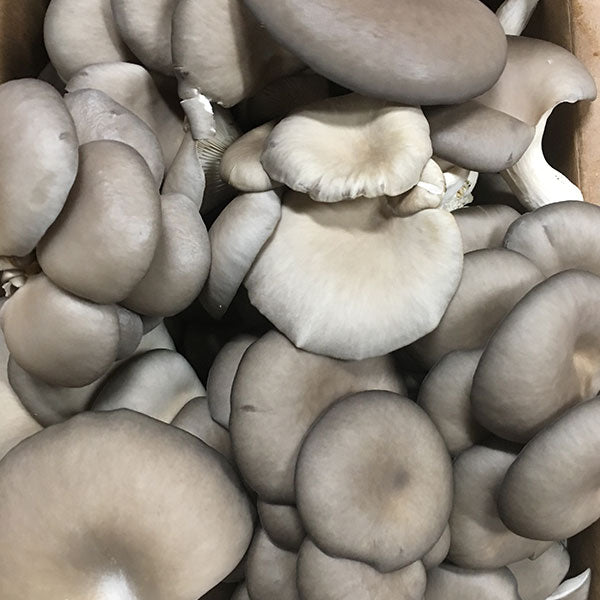 Oyster Mushroom Sawdust Spawn - (Pleurotus spp.) - 5lb