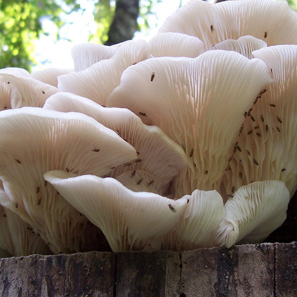 Oyster Mushroom Sawdust Spawn - (Pleurotus spp.) - 5lb